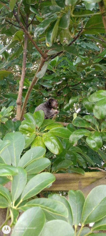 FlorianópolisGirassois Da Barra住宿加早餐旅馆 外观 照片